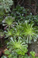 Aeonium arboreum, with fleshy glossy green leaves.