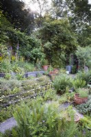 Sloping garden where railway sleepers have been used to make mini terraces, with a profusion of planting including self seeded Erigeron karvinskianus, rock roses, ferns and foxgloves with tall bamboos, and woodland behind in a cottage garden in June