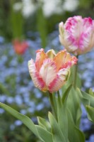 Tulipa 'Parrot Pink Vision' - Tulip 'Parrot Pink Vision'