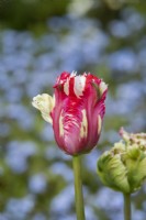 Tulipa 'Estella Rynveld' - Tulip
