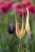Tulipa acuminata - Species Tulip / Horned Tulip / Turkish Tulip 
