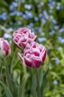 Tulipa 'Columbus' - Tulip