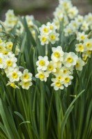 Narcissus 'Minnow' - Dwarf daffodil