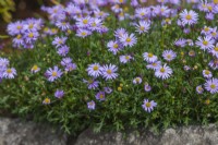 Felicia amelloides Kingfisher daisy