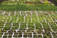 Rows of mixed Lactuca sativa - Lettuce plants growing in white styrofoam trays inside a greenhouse, Quebec, Canada