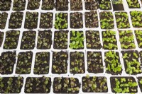 Young Begonia plants growing in white styrofoam trays inside a greenhouse, Quebec, Canada