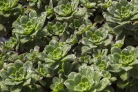 Echeveria - Succulent plants with hard water stains growing in containers inside a greenhouse, Quebec, Canada