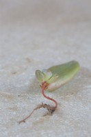 Graptopetalum paraguayense Ghost plant rooted plantlet.