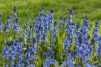 Hyacinthoides x massartiana - hybrid bluebells in May Spanish originating hybrids