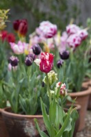 Tulipa 'Estella rynveld' - Tulip
