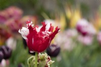 Tulipa 'Estella rynveld' - Tulip