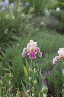 Tall bearded iris 'Carnaby'