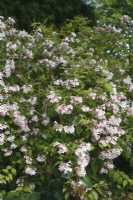Kolkwitzia amabilis - Beauty bush - May