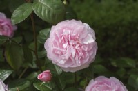 Rosa olivia rose austin 'Ausmixture' - May