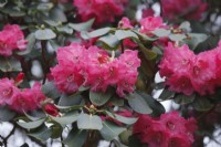 Rhododendron 'Rosalind'  - March