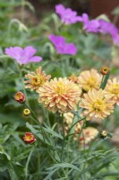 Argyranthemum aramis 'Double apricot' - Marguerite daisy