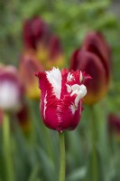 Tulipa 'Estella rynveld' - Tulip