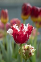 Tulipa 'Estella rynveld' - Tulip 