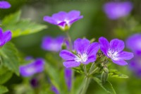 Geranium sylvaticum 'Mayflower'