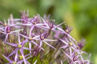 Allium cristophii