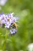 Bee on a phacelia flower