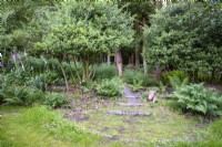 Holly trees with their trunks cleared of branches amongst ferns and foxgloves in the wild area of a country garden in June