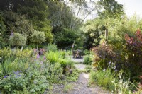 Path through a lush cottage garden leading to a dining area with planting including Cotinus coggygria 'Royal Purple', standard variegated hollies underplanted with Sisyrinchium striatum and Geranium x magnificum, ferns and lots of self seeders including foxgloves, campanulas and wild strawberry, Fragaria vesca in a cottage garden in June