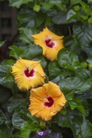 Hibiscus rosa-sinensis 'Topsy'