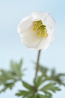 Anemone blanda  'White Splendour'  AGM  Winter windflower  Flower starting to open  March