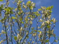 Sorbus hedlundii new leaves Norfolk May