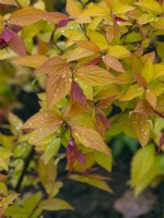 Spirea 'Firelight'   Norfolk May