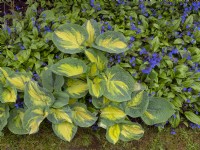 Hosta 'Great Expectations' and Omphalodes cappadocica 'Cherry Ingram' at  East Ruston Old Vicarage, Norfolk in early summer 