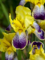 Iris x germanica 'Nibelungen'  Early June