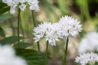 Allium amplectens 'Graceful beauty' - Narrowleaf onion