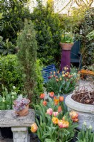Small London garden in spring with tulip collection - Tulipa 'Apricot Parrot' and 'Request' and 'Helmar' 