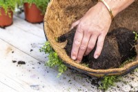 Woman pushing thyme plant through the coir lining