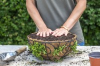 Woman pressing the compost firmly into the basket