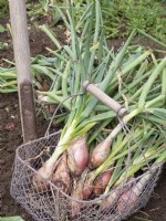 Seed grown Shallots, 'longor', being harvested into wire basket.