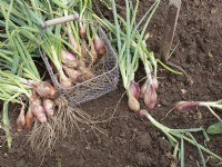 Seed grown Shallots, 'longor', being harvested into wire basket.