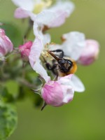 Bee visiting apple blossom - May
