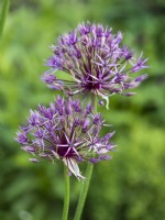 Allium jesdianum 'Akbulak' - ornamental onion - May