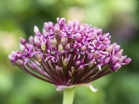 Allium 'Miami' - Ornamental onion - June