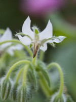 Borago officinalis alba - White borage - June