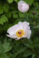 Paeonia lactiflora 'Pink princess' - Peony