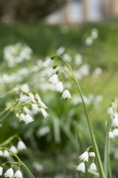 Leucojum aestivum - Summer snowflake 