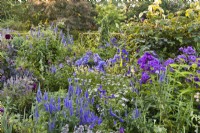 Blue and purple themed border with Veronica spicata, Phlox 'Van Gogh', Nepeta kubanica, Kalimeris 'Charlotte', Aconitum napellus, Veronica sibirica, Dahlia and Allium sphaerocephalon.