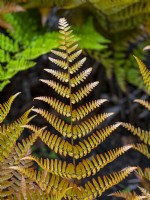 Dryopteris erythrosora - Buckler fern June Norfolk UK