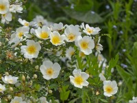  Rosa 'Nevada' in flower Norfolk June