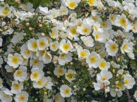  Rosa 'Nevada' in flower Norfolk June