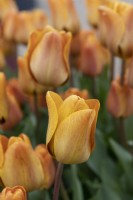 Tulipa 'Cairo' Tulip